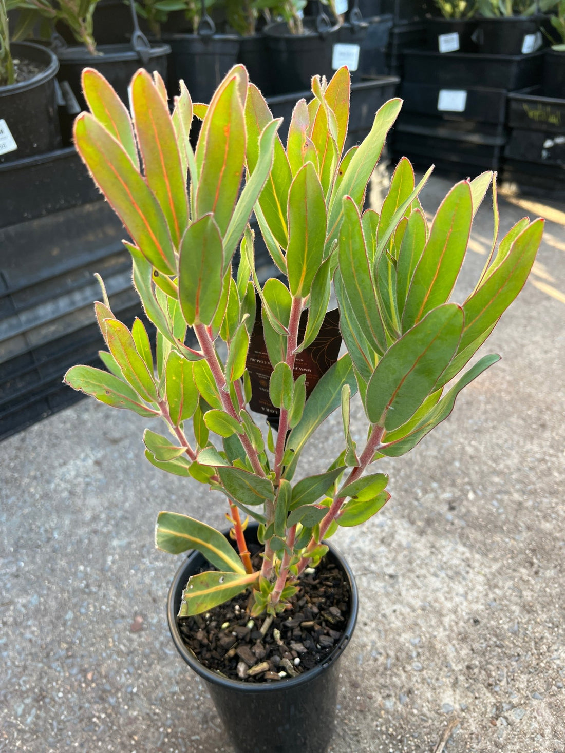 Protea 'Australis Pink' - Ladybird Nursery