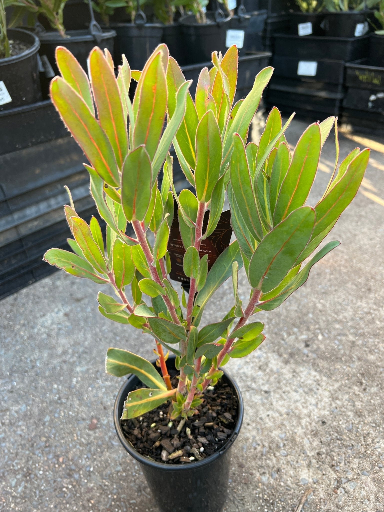 Protea 'Australis Pink' - Ladybird Nursery