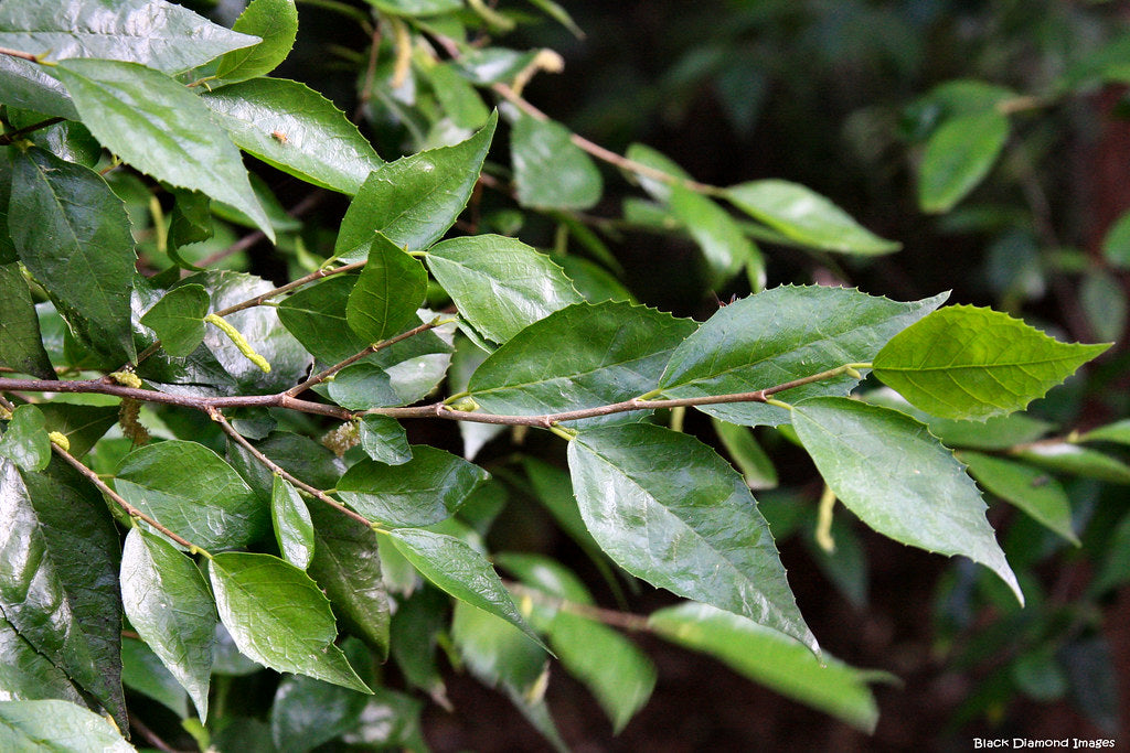 Whalebone Tree (Streblus brunonianus)