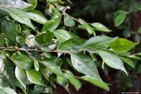 Whalebone Tree (Streblus brunonianus) - Ladybird Nursery