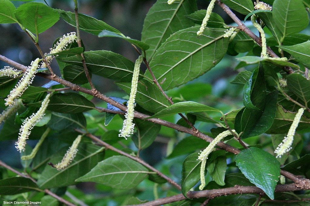 Whalebone Tree (Streblus brunonianus)