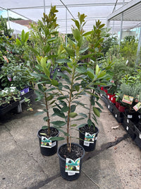Water Gum LUSCIOUS® (Tristaniopsis laurina) - Ladybird Nursery