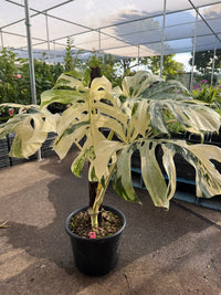 Monstera 'Thai Constellation' on Totem - Advanced (PICKUP ONLY) - Ladybird Nursery