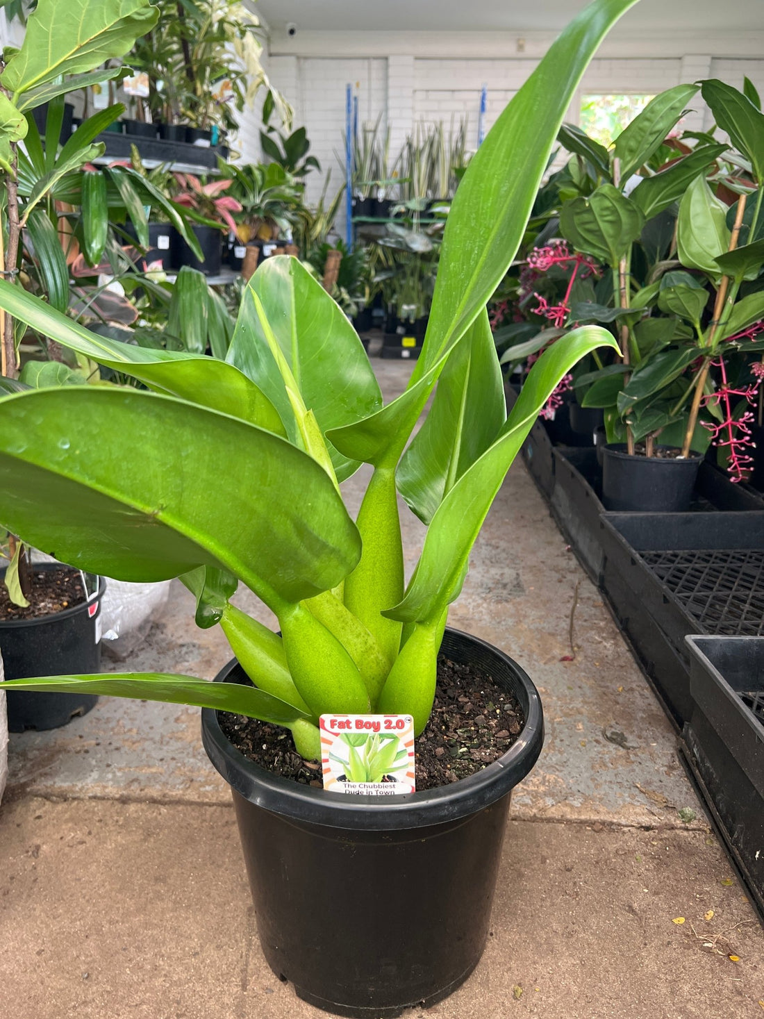 Philodendron Fat Boy 2.0 - Extra Large (PICK UP ONLY) - Ladybird Nursery