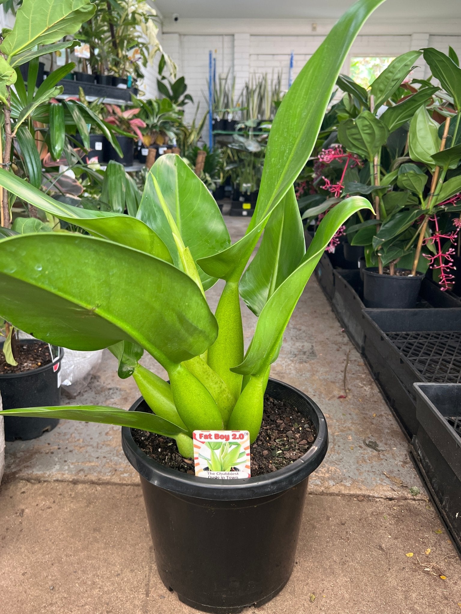 Philodendron Fat Boy 2.0 - Extra Large (PICK UP ONLY) - Ladybird Nursery