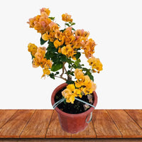 Bougainvillea Pixie Gold (Bougainvillea glabra)