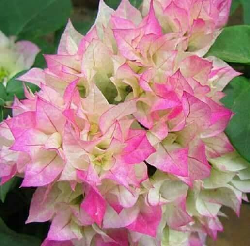 Bougainvillea Limberlost Beauty (Bougainvillea glabra) - Ladybird Nursery