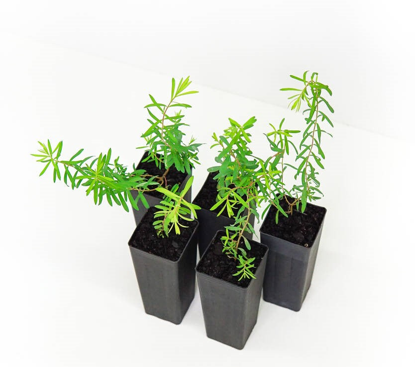 Bracelet Honey Myrtle (Melaleuca armillaris)