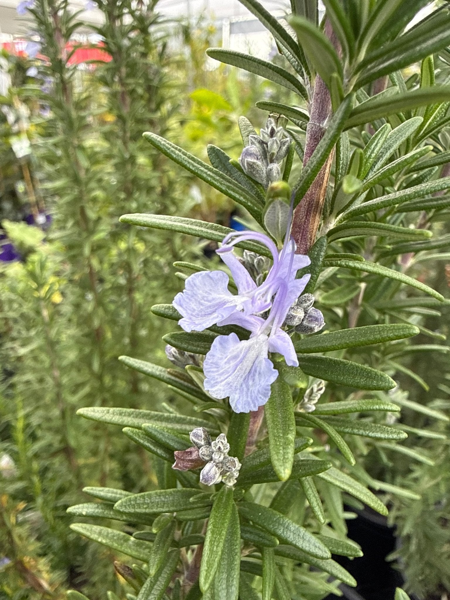 Rosemary 'Tuscan Blue' - Large - Ladybird Nursery