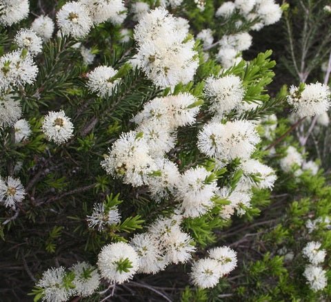 Swamp Paperbark (Melaleuca ericifolia) - Ladybird Nursery