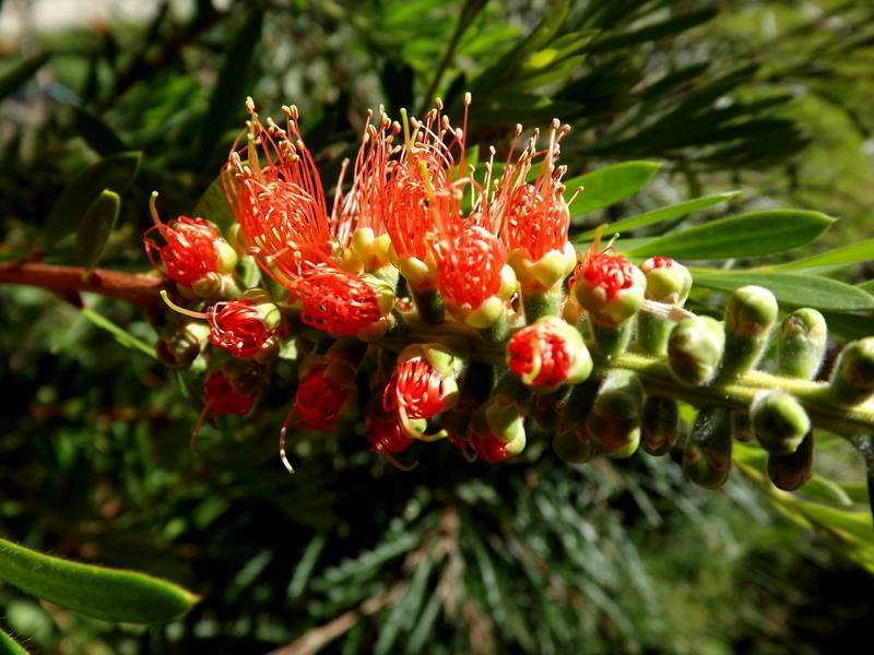 Bottlebrush Tangerine Dream (Callistemon) - Ladybird Nursery