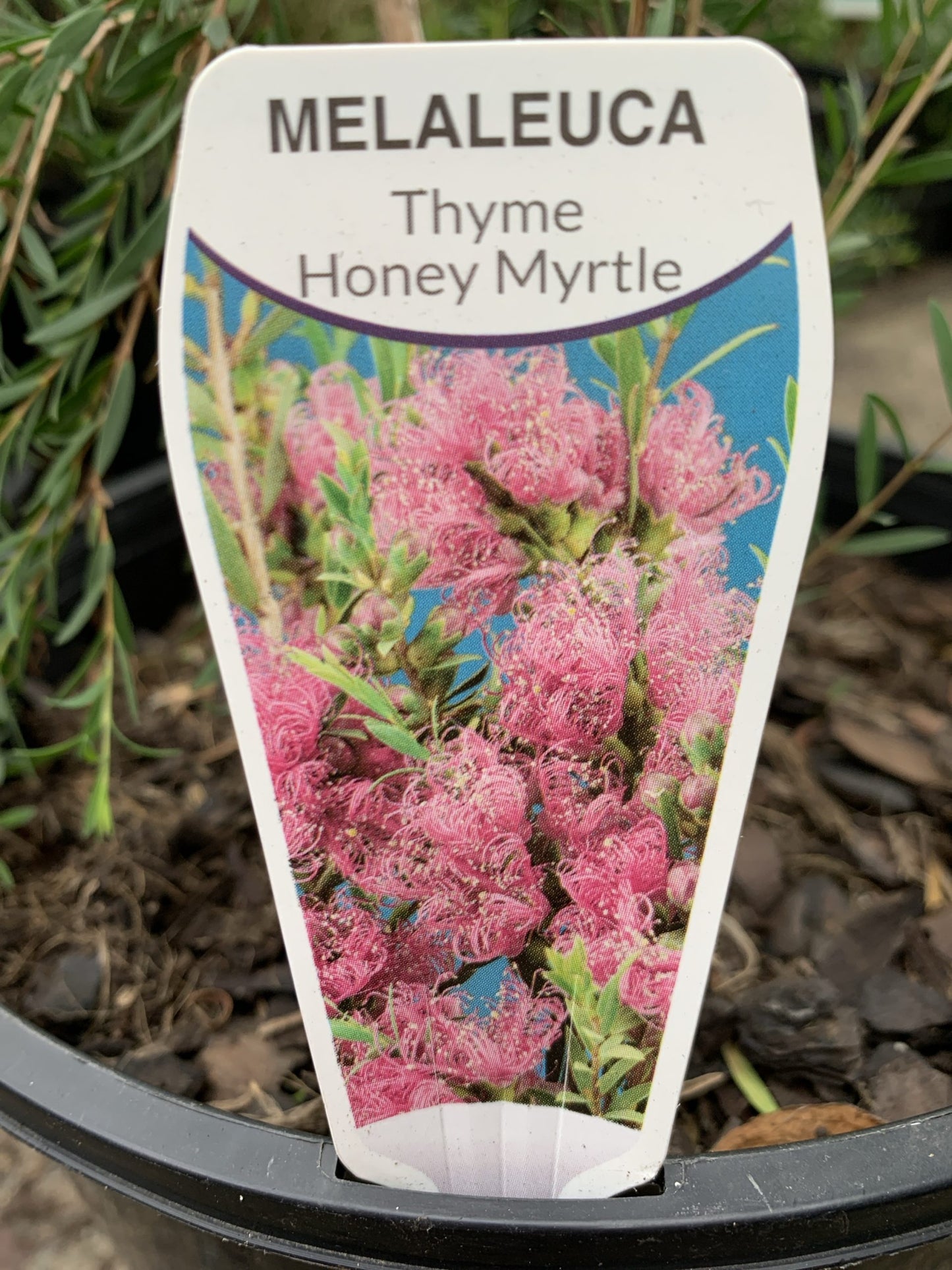 Thyme Honey Myrtle (Melaleuca thymifolia)