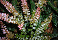 Rough Maidenhair Rosy (Adiantum hispidulum)