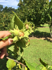 Hazelnut Seedling (Corylus avellana)