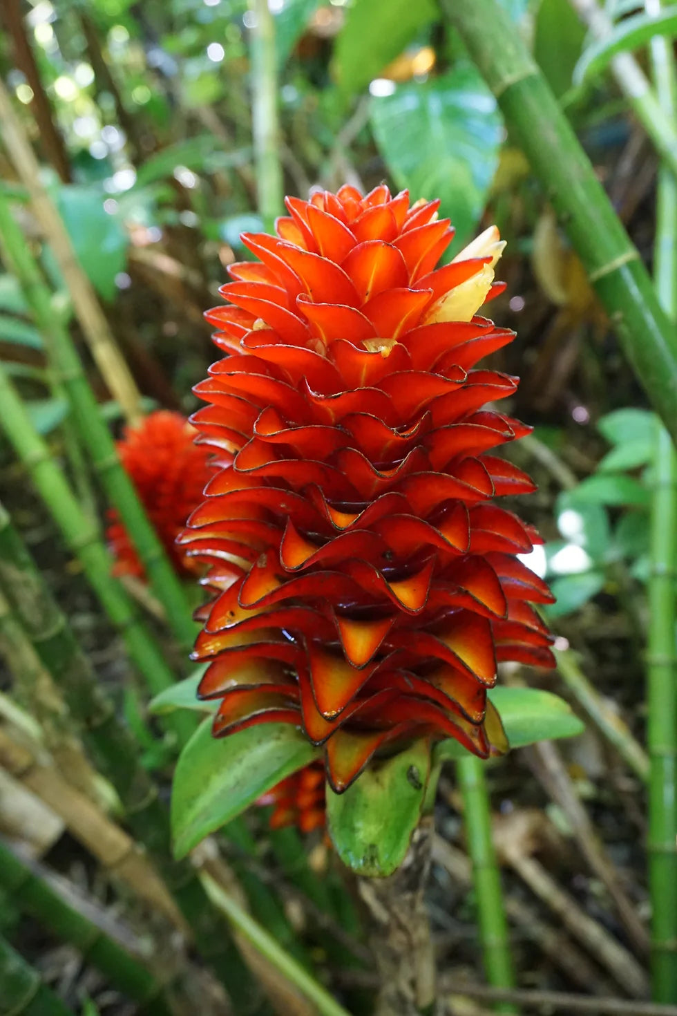 Red Costus Chalise (Costus sp)
