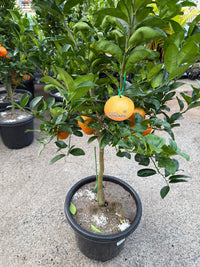Mandarin Afourer 400mm PICKUP ONLY - Ladybird Nursery
