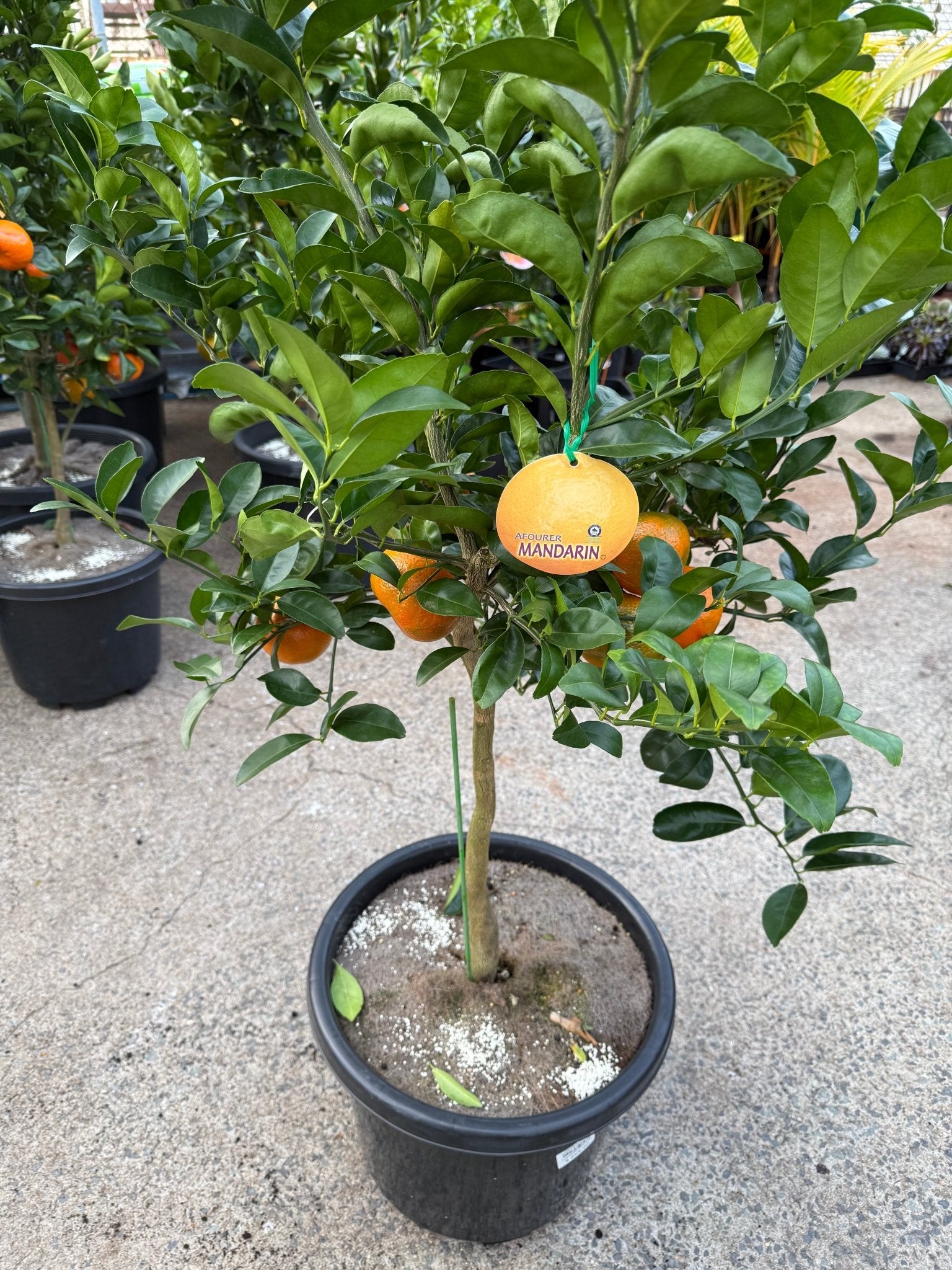 Mandarin Afourer 400mm PICKUP ONLY - Ladybird Nursery