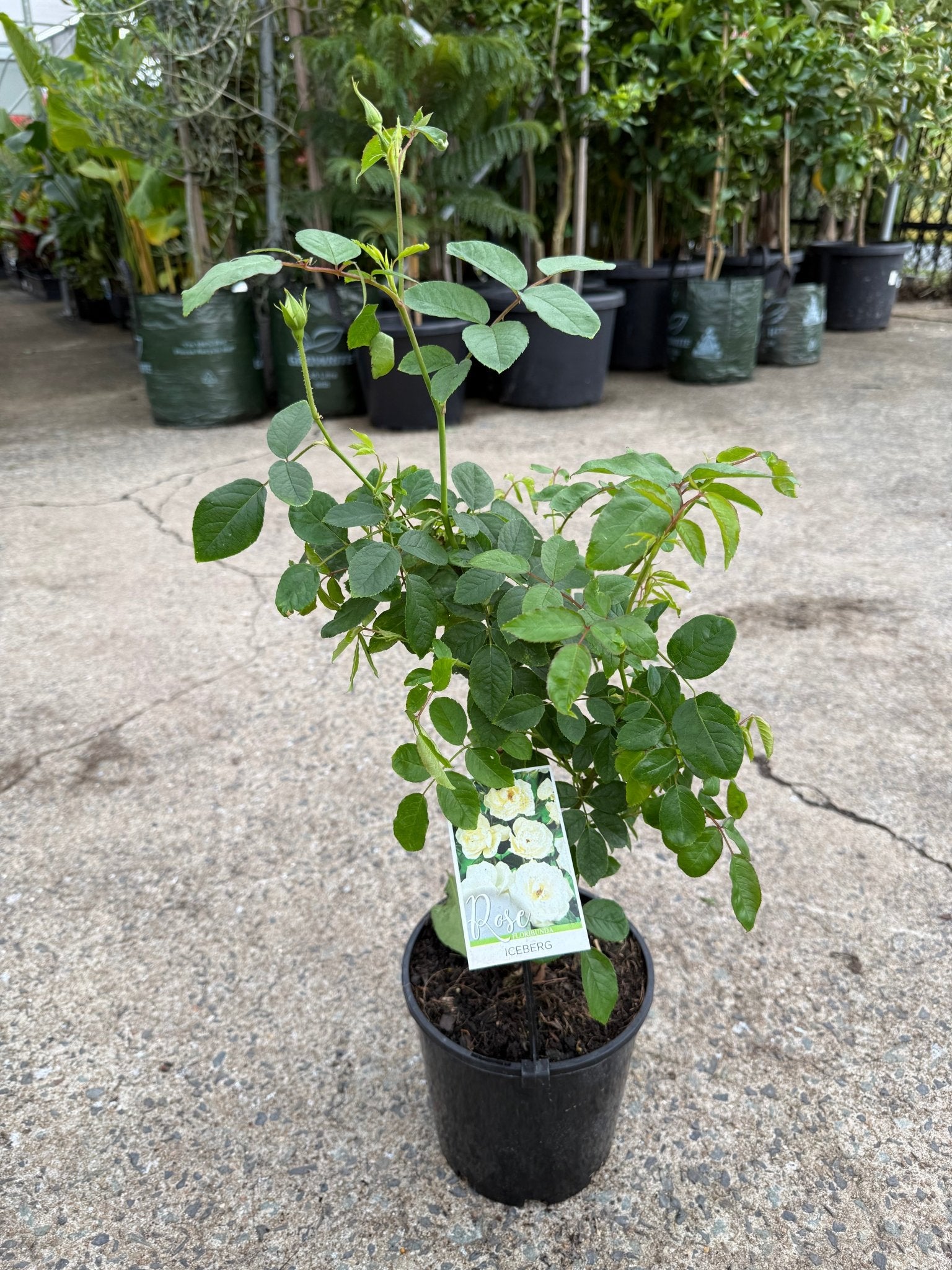 Rose 'Iceberg' - Ladybird Nursery