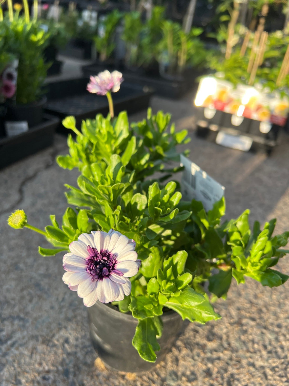 African Daisy '3D Double' (Osteospermum)
