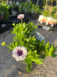 African Daisy '3D Double' (Osteospermum)