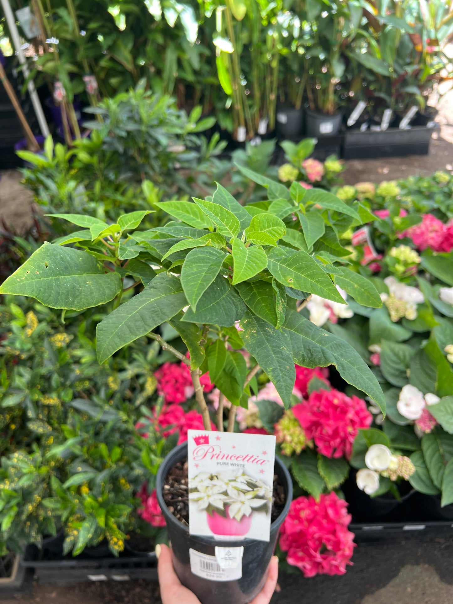 Princettia Pure White