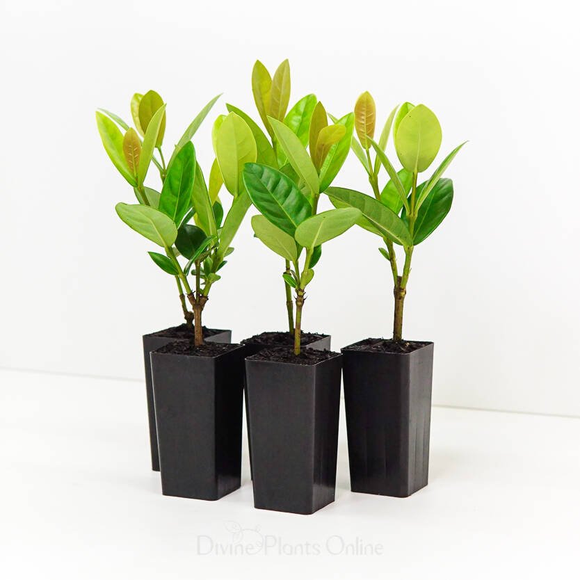 Ixora Gold Fire - Ladybird Nursery