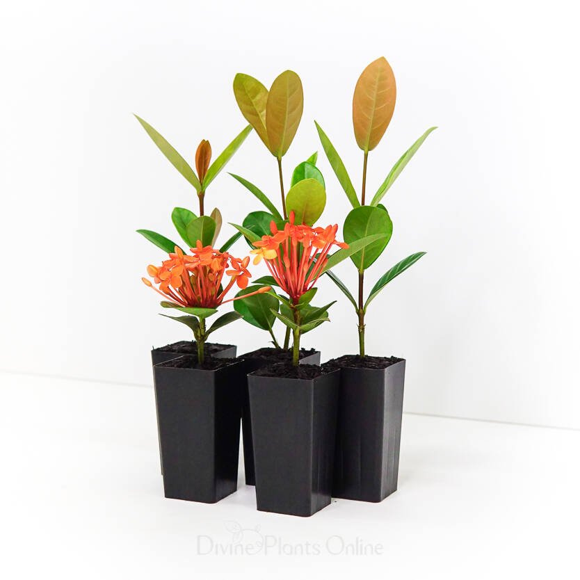 Ixora Tangerine Fire - Ladybird Nursery