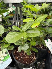 Jasmine ‘Grand Duke of Tuscany’ (Jasminum sambac) - Ladybird Nursery