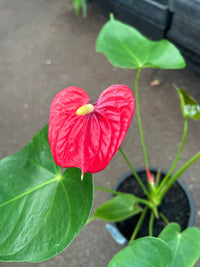 Anthurium 'Glorious Victory' - Ladybird Nursery