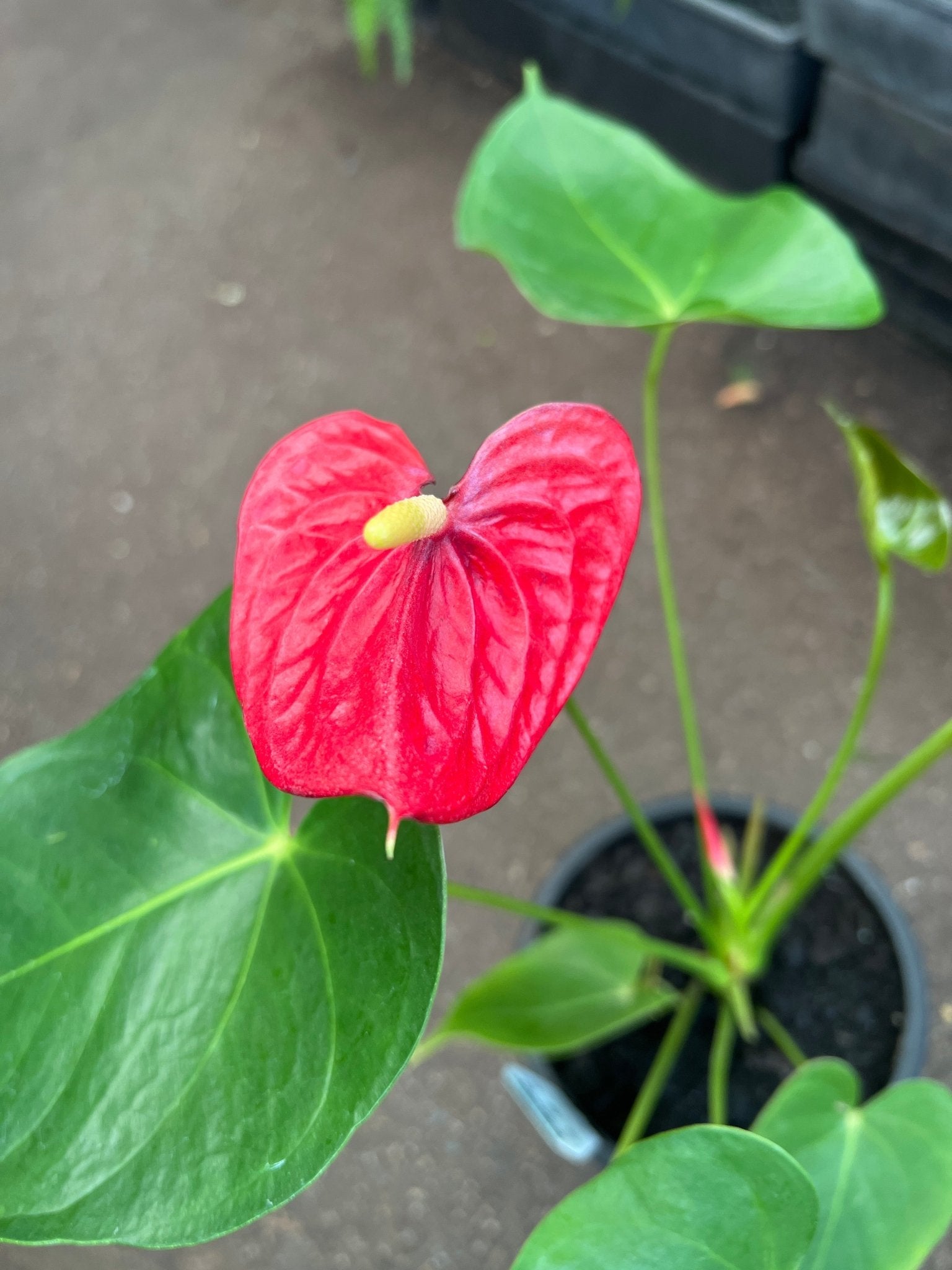Anthurium 'Glorious Victory' - Ladybird Nursery
