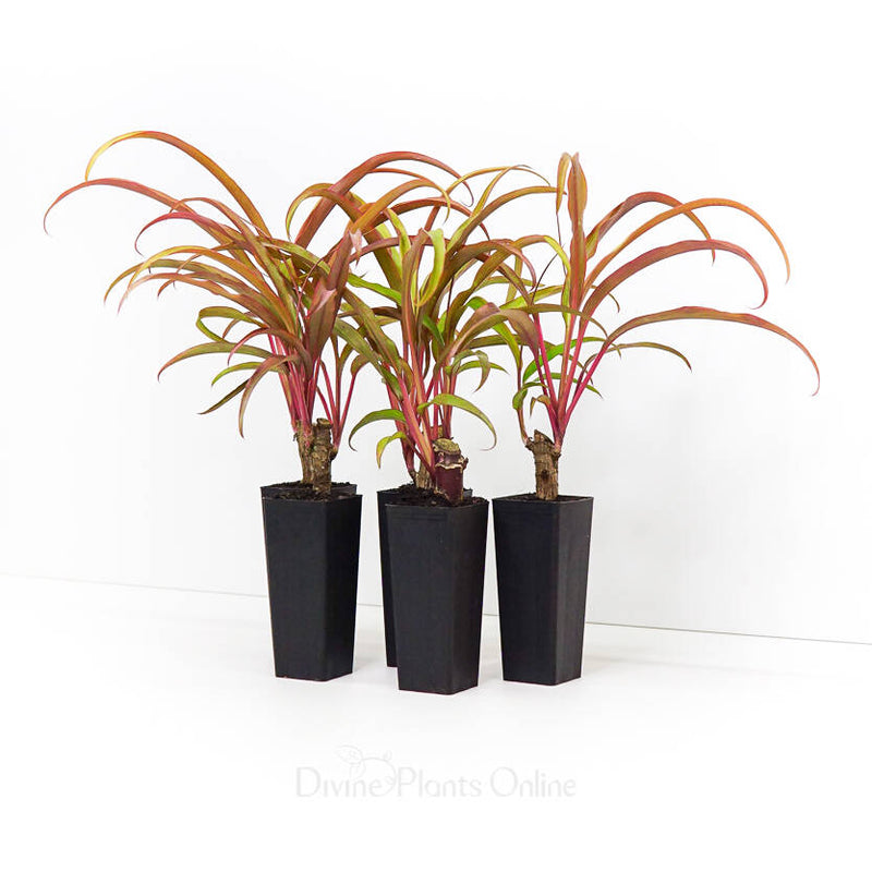 Cordyline Rooster Tail (Cordyline fruticosa)