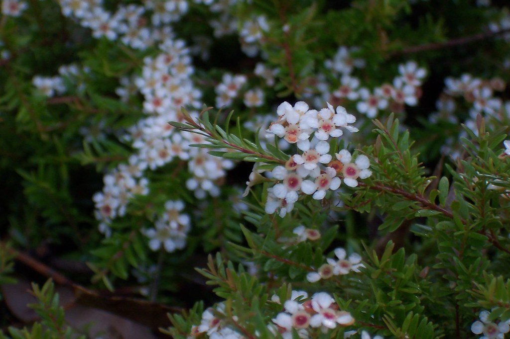 Sannantha similis - Ladybird Nursery