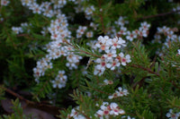 Sannantha similis