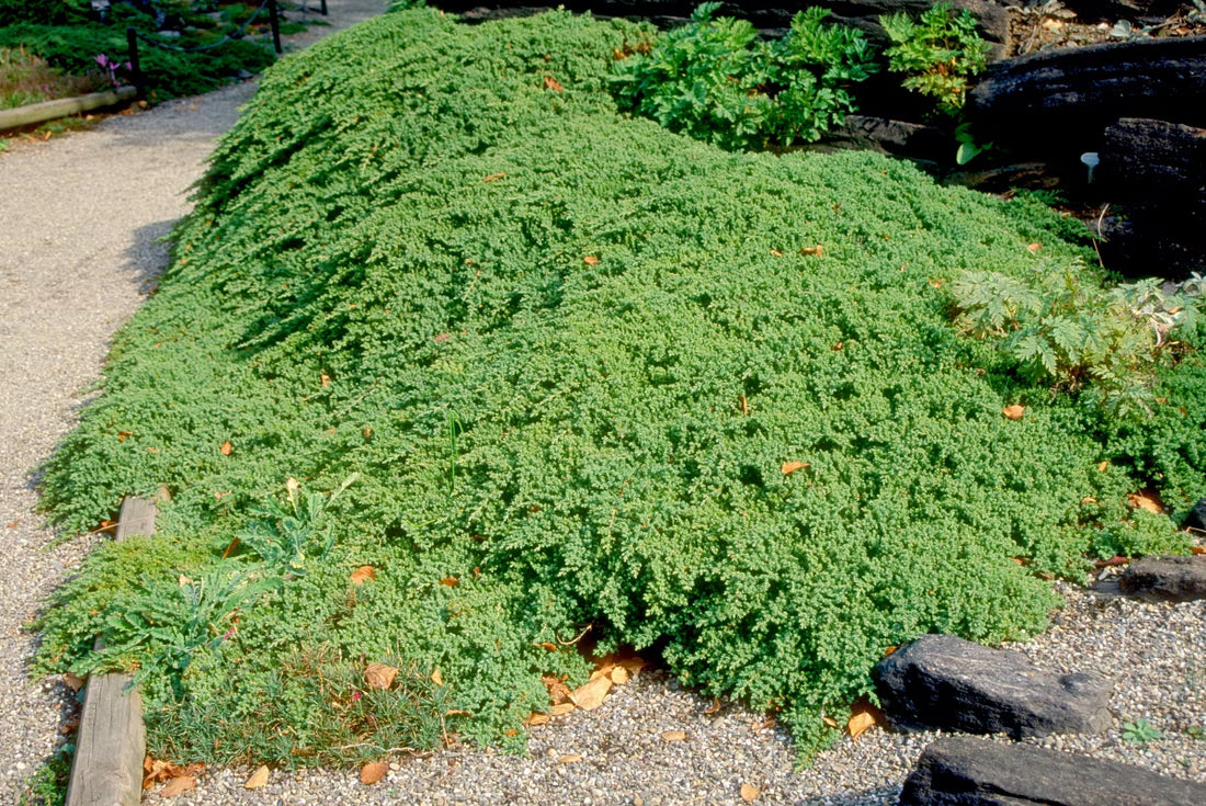 Japanese Juniper Lutchuensis (Juniperus taxifolia)