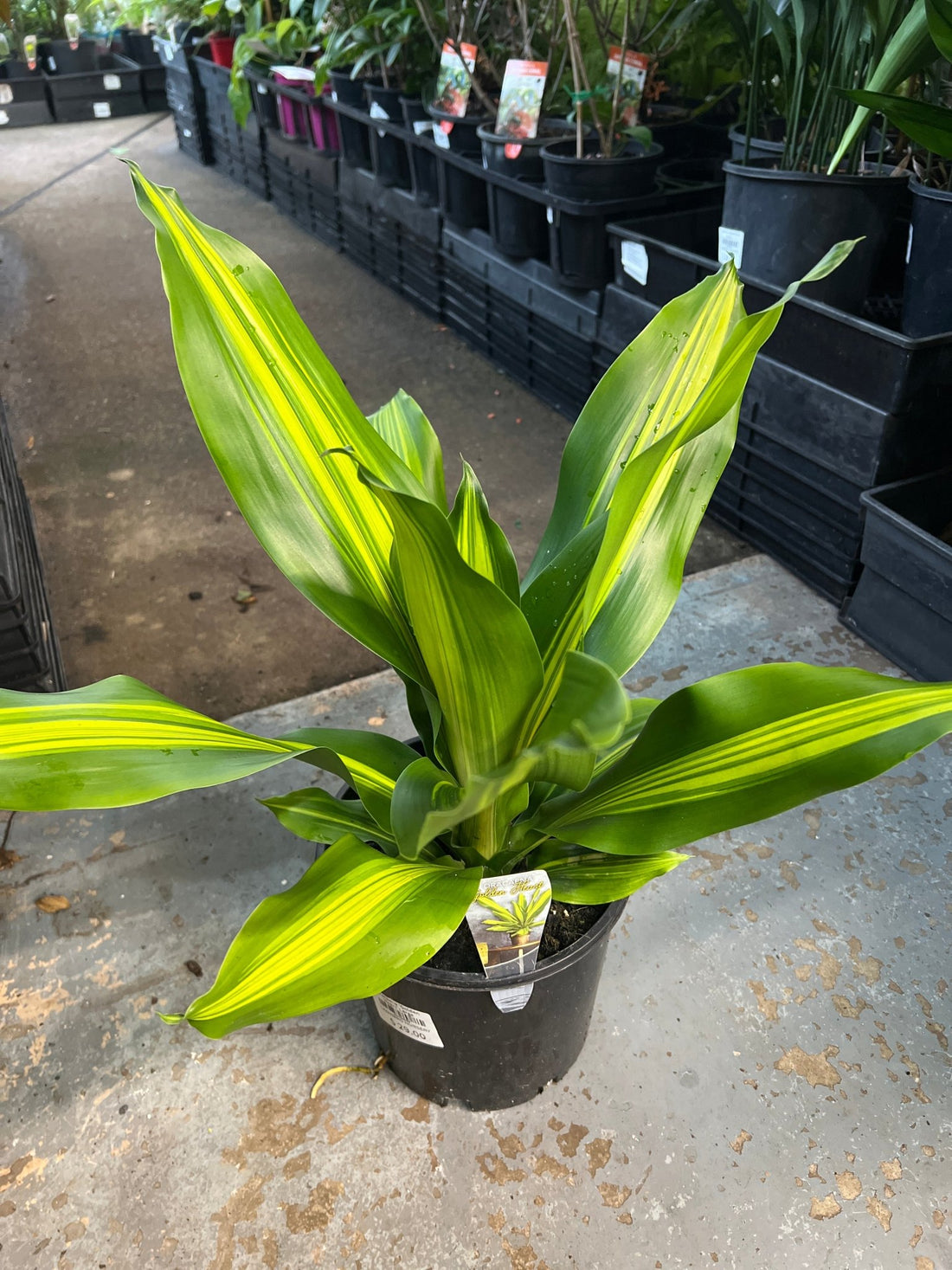 Dracaena 'Golden Heart' Large - Ladybird Nursery