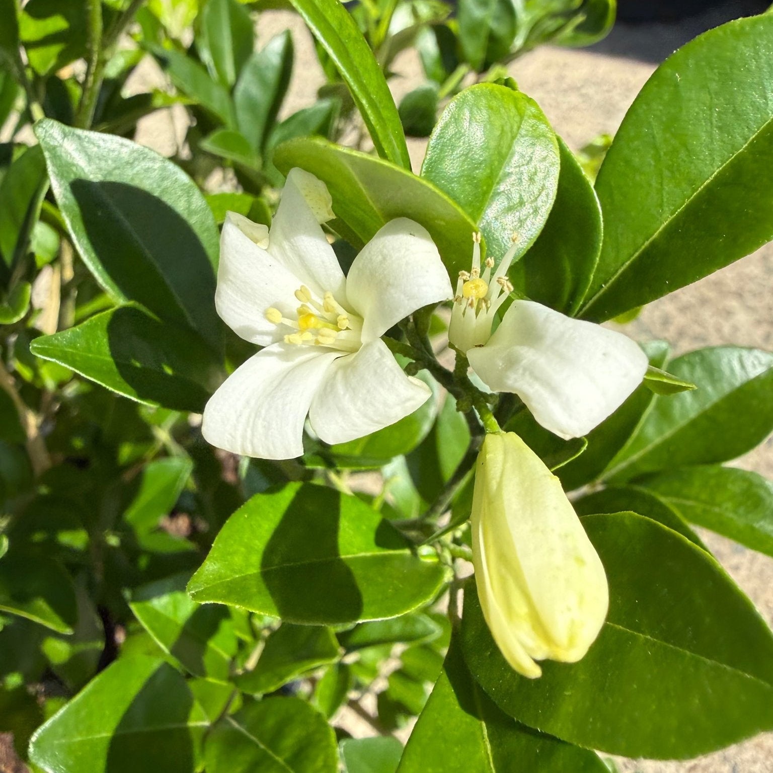 Orange Jessamine Min - a - Min (Murraya paniculata) - Ladybird Nursery
