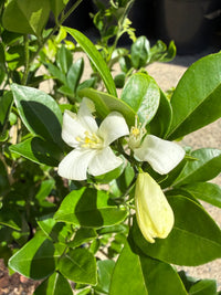 Orange Jessamine Min - a - Min (Murraya paniculata) - Ladybird Nursery
