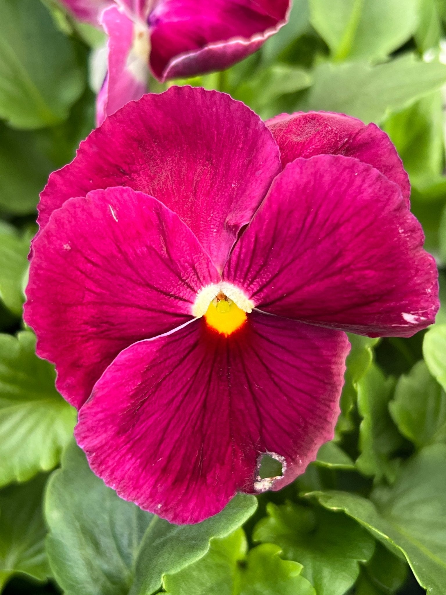 Pansy (Viola x Wittrockiana) Mixed 10 Cell (PICK UP ONLY) - Ladybird Nursery