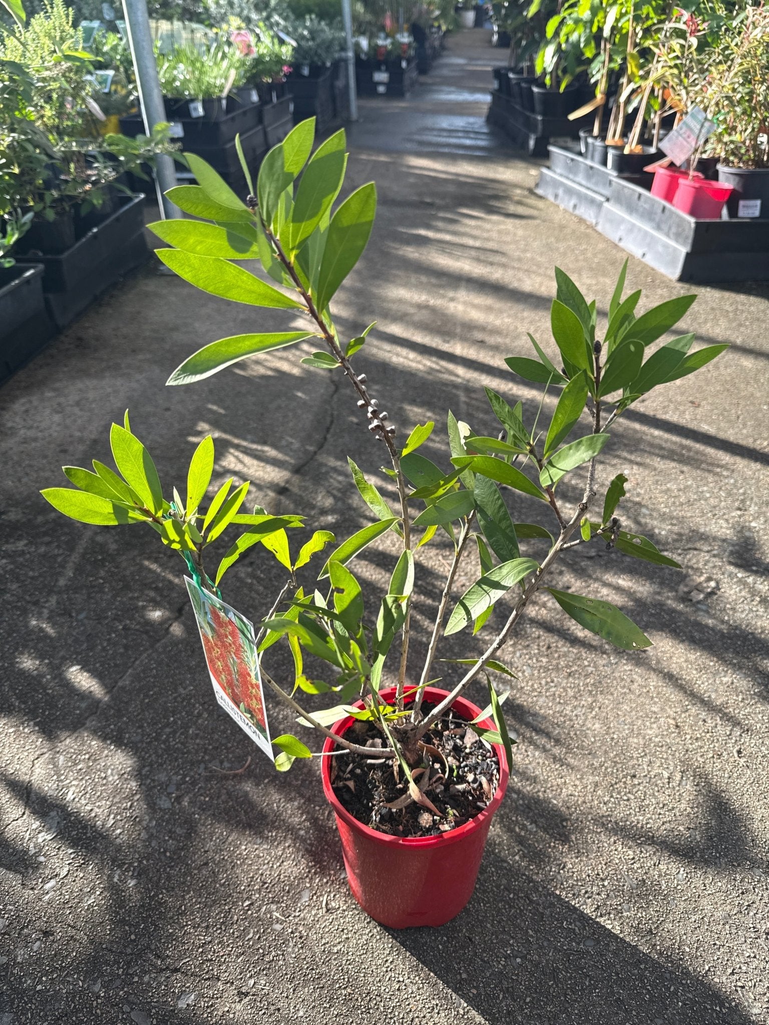 Bottlebrush ‘Endeavour’ (Callistemon citrinus) - Ladybird Nursery