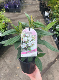 Tibouchina 'Peace Baby' - Ladybird Nursery