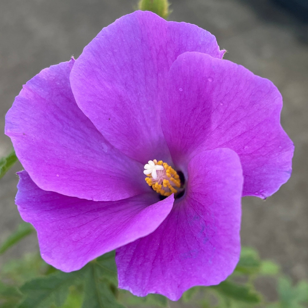 Native Blue Hibiscus 'East Coast Gem' - Ladybird Nursery