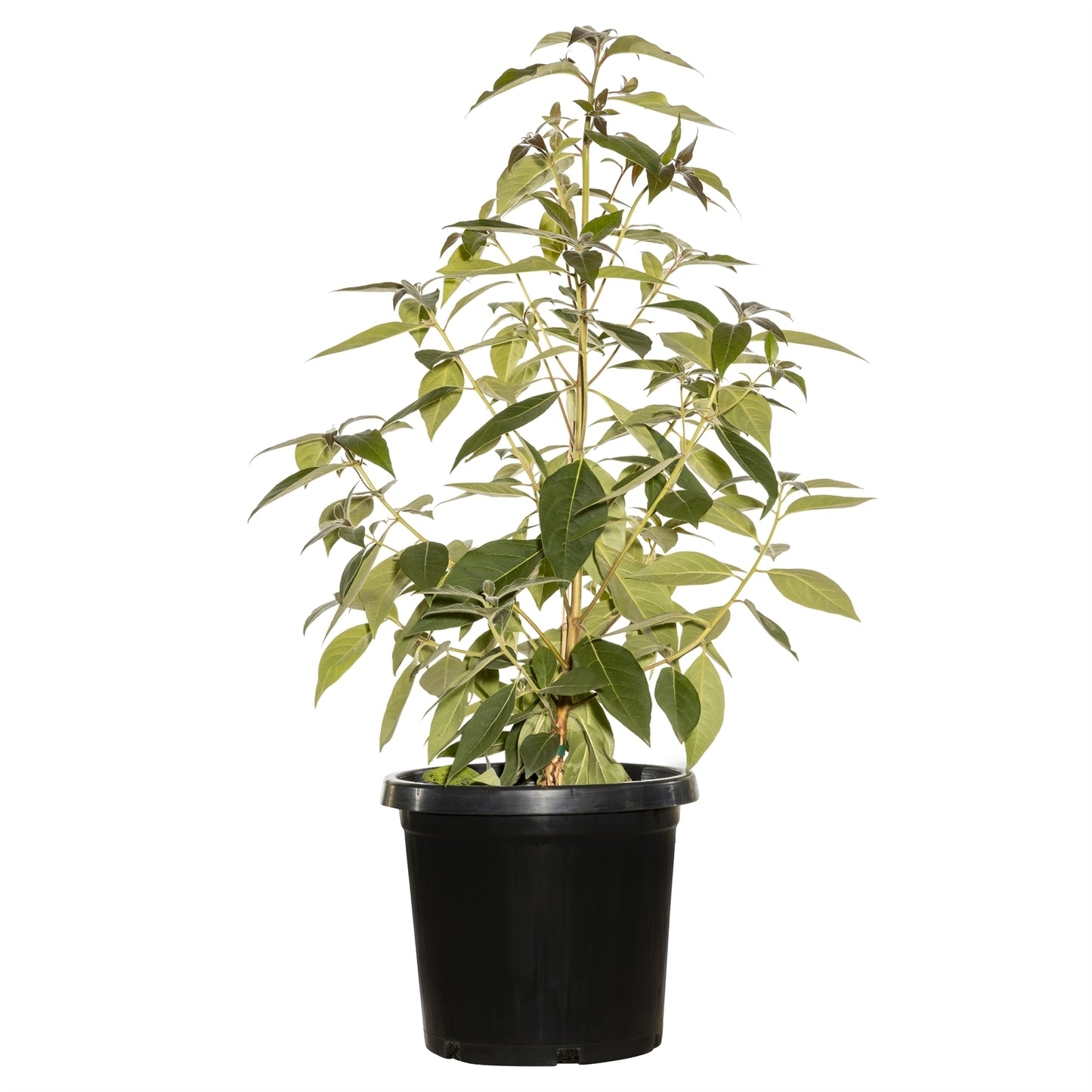 Brush Box (Lophostemon confertus)