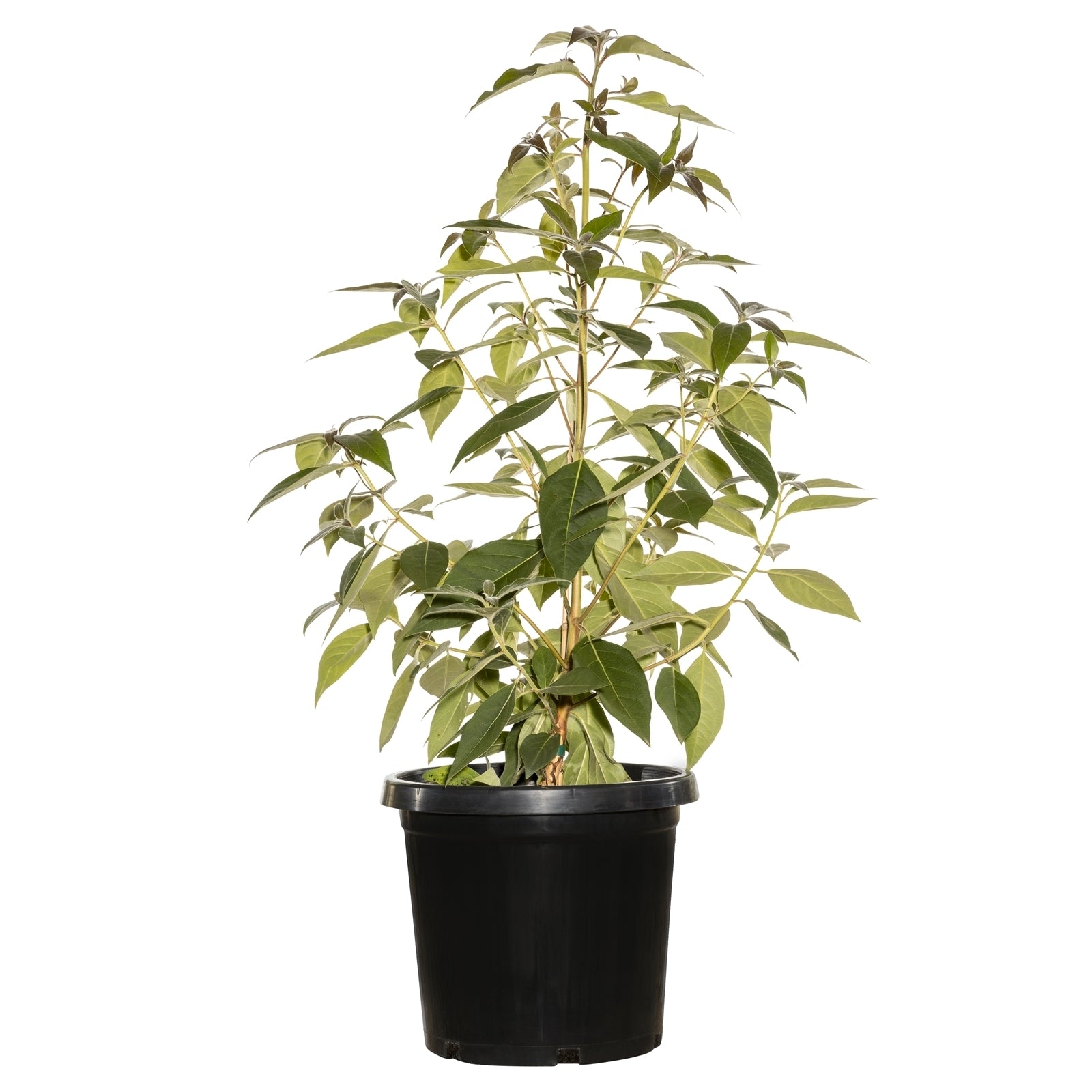 Brush Box (Lophostemon confertus)