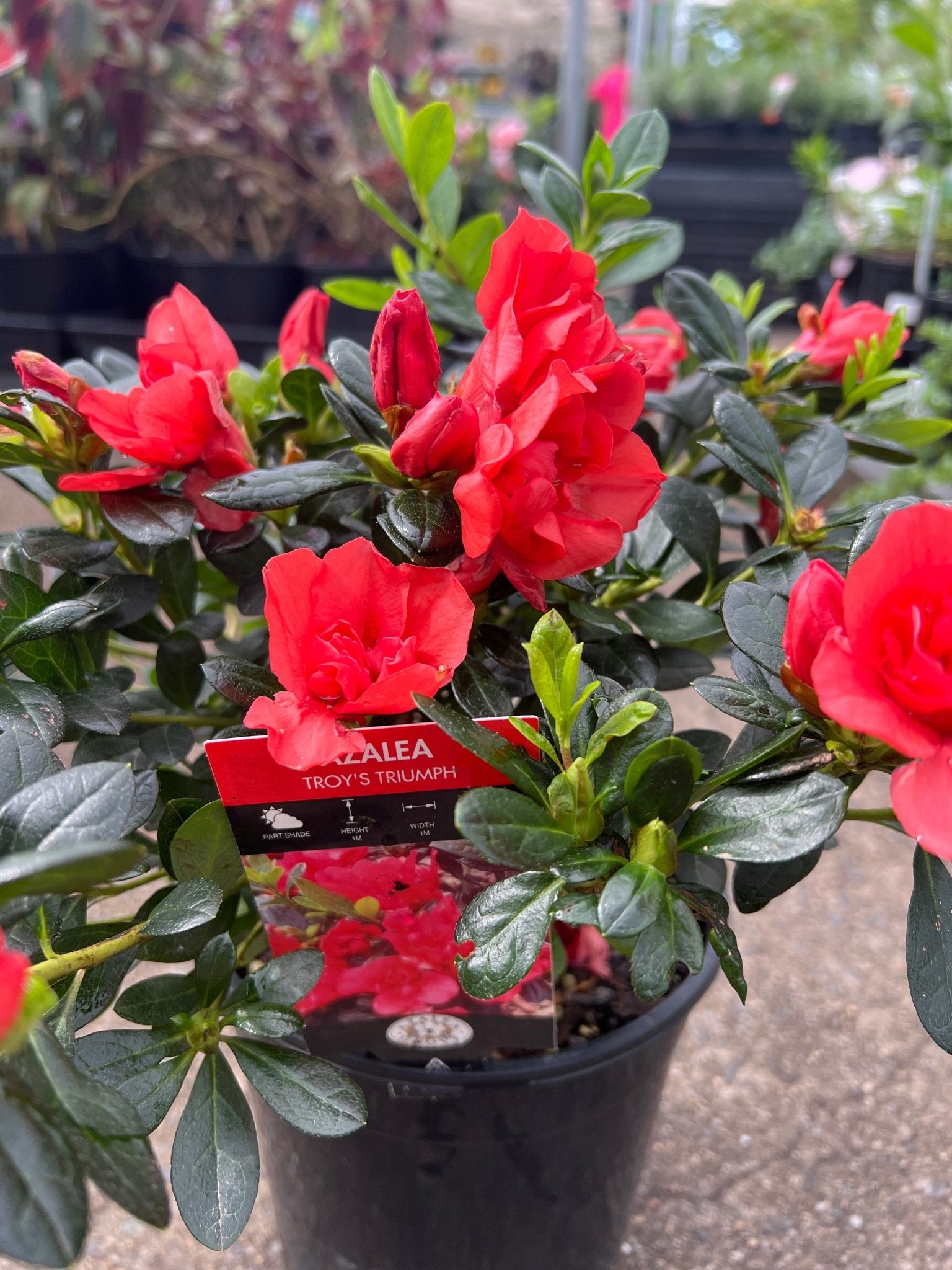 Azalea ‘Troys Triumph’ - Ladybird Nursery