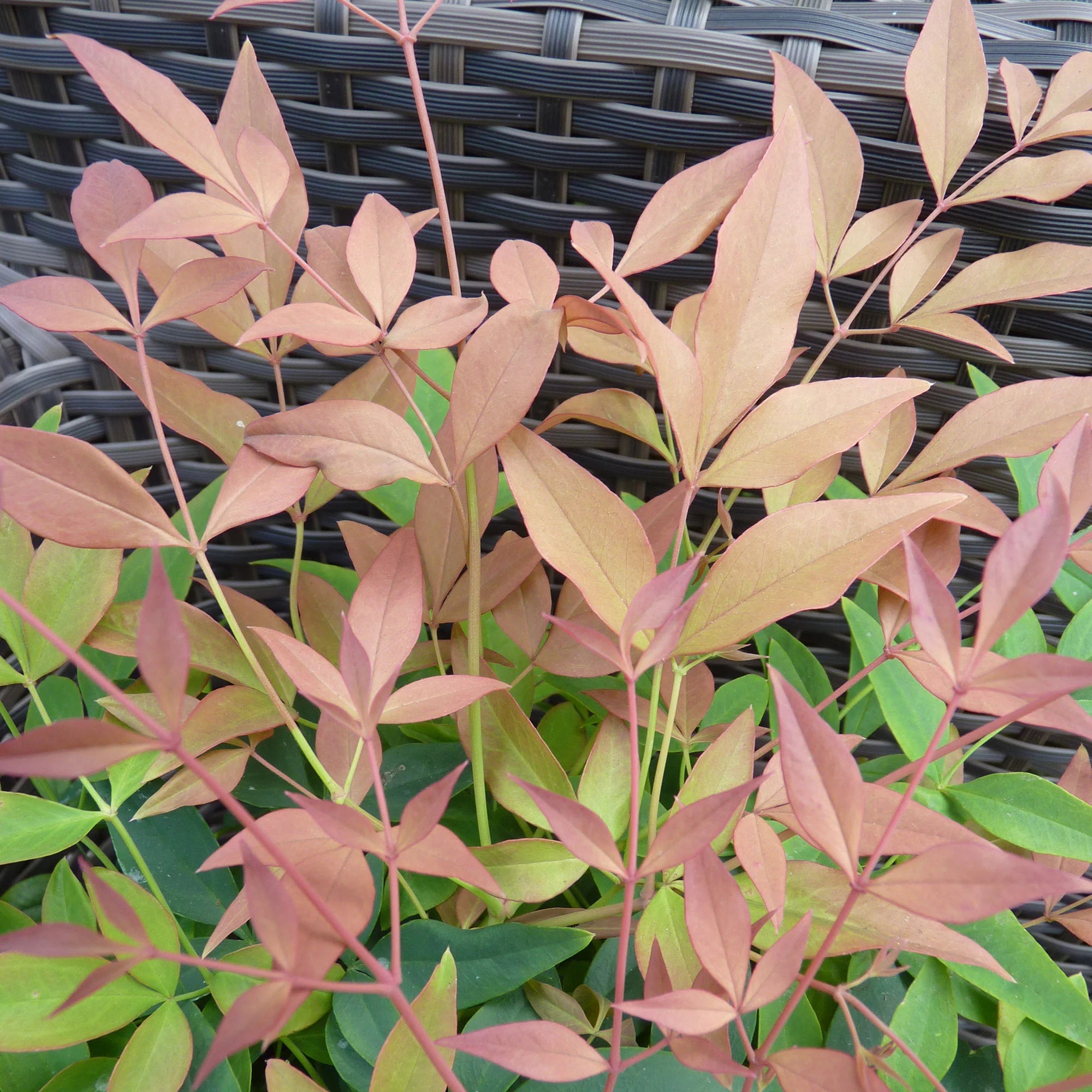 Heavenly Bamboo Colourscape (Nandina domestica) - Ladybird Nursery