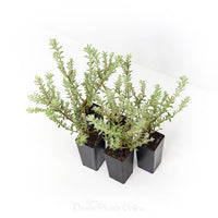 Coastal Rosemary Smokey (Westringia fruticosa)