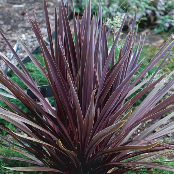 Cordyline Red Sensation (Cordyline australis)