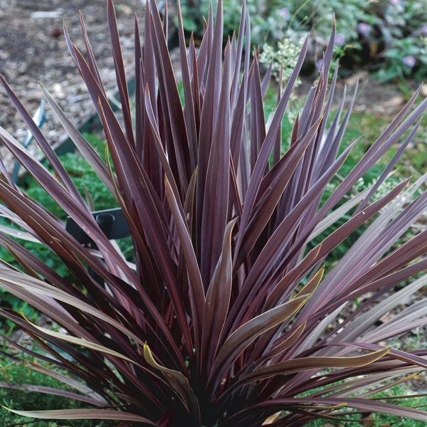 Cordyline Red Sensation (Cordyline australis) - Ladybird Nursery