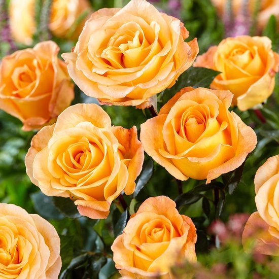 Rose Whisky (Rosa) - Ladybird Nursery