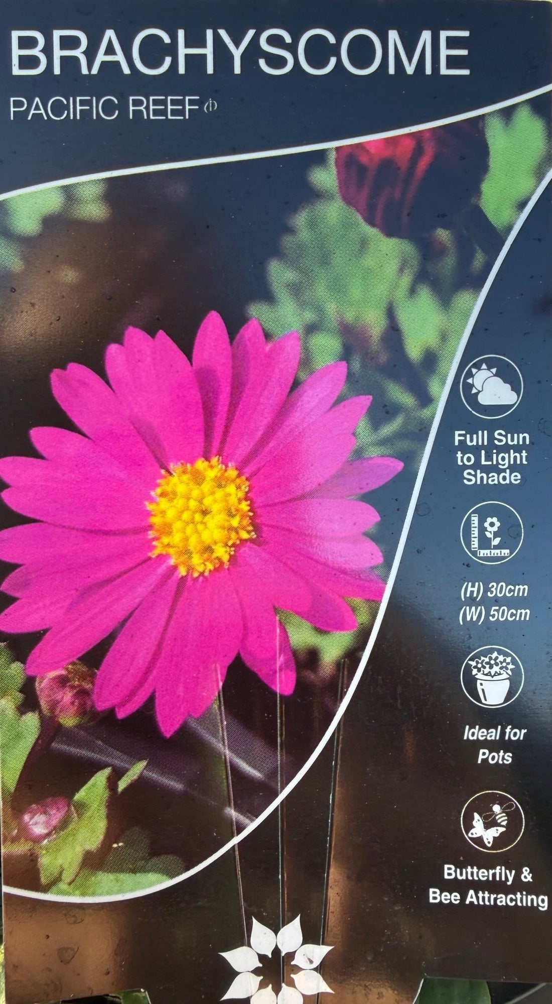 Swan River Daisy 'Pacific Reef' (Brachyscome) - Ladybird Nursery